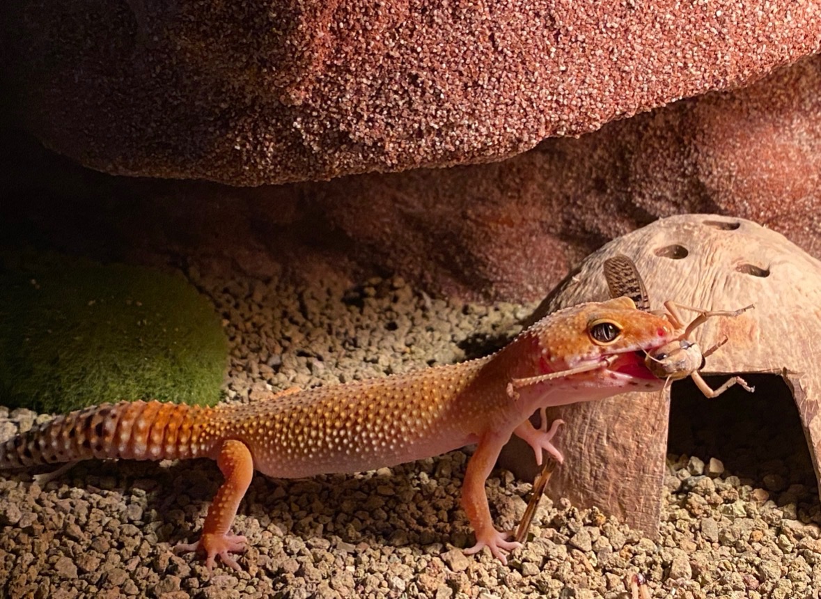 Gekončíci noční s vybaveným teráriem - 7