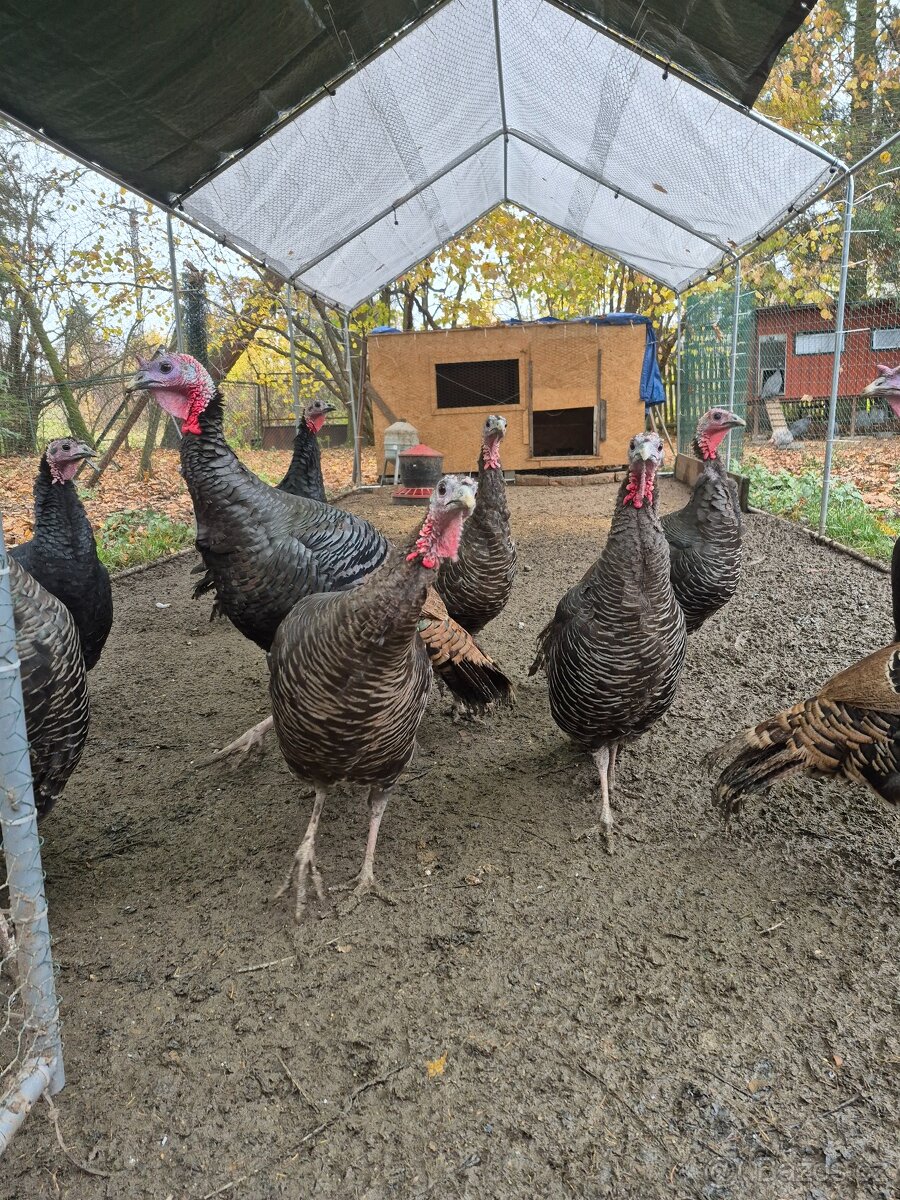 Krůty a krocani bronzovo-černí 6 měsíců - 7