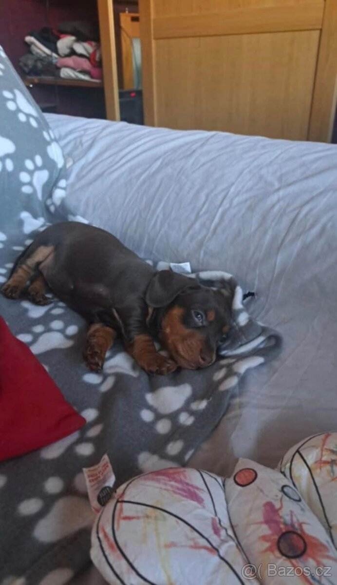 Jezevčík trpasličí - 7