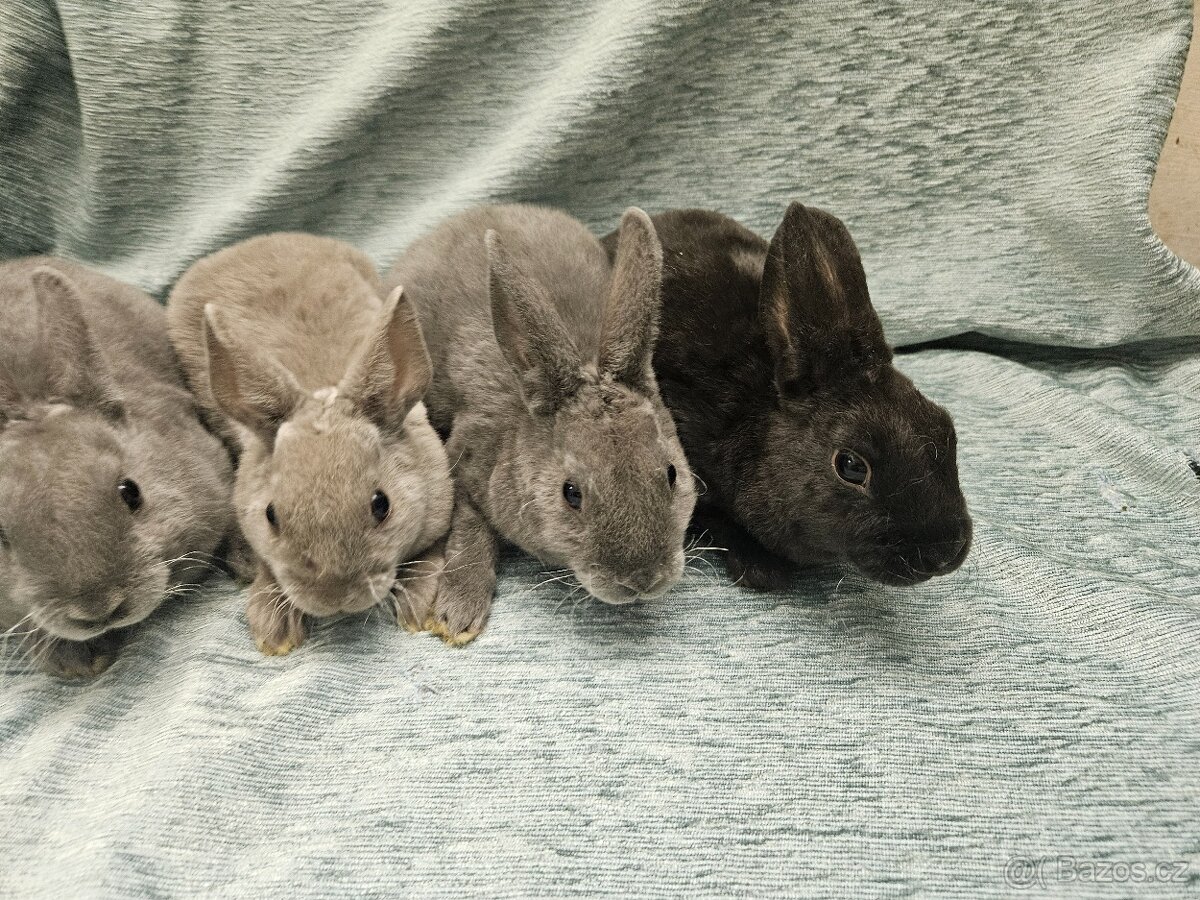 Zakrslý králíček - 7