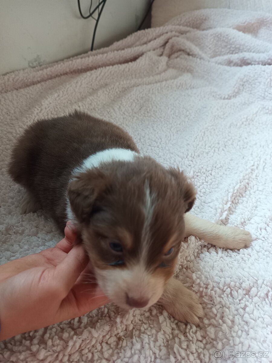 Australský ovčák bez PP - 7