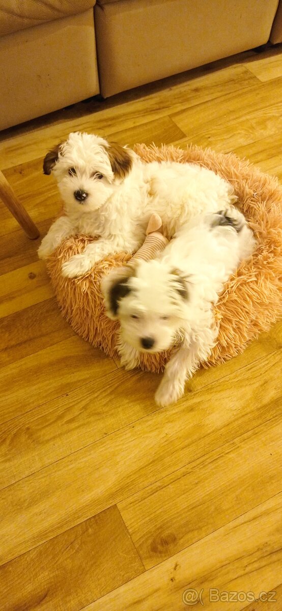 Čínský chocholatý pes - 7