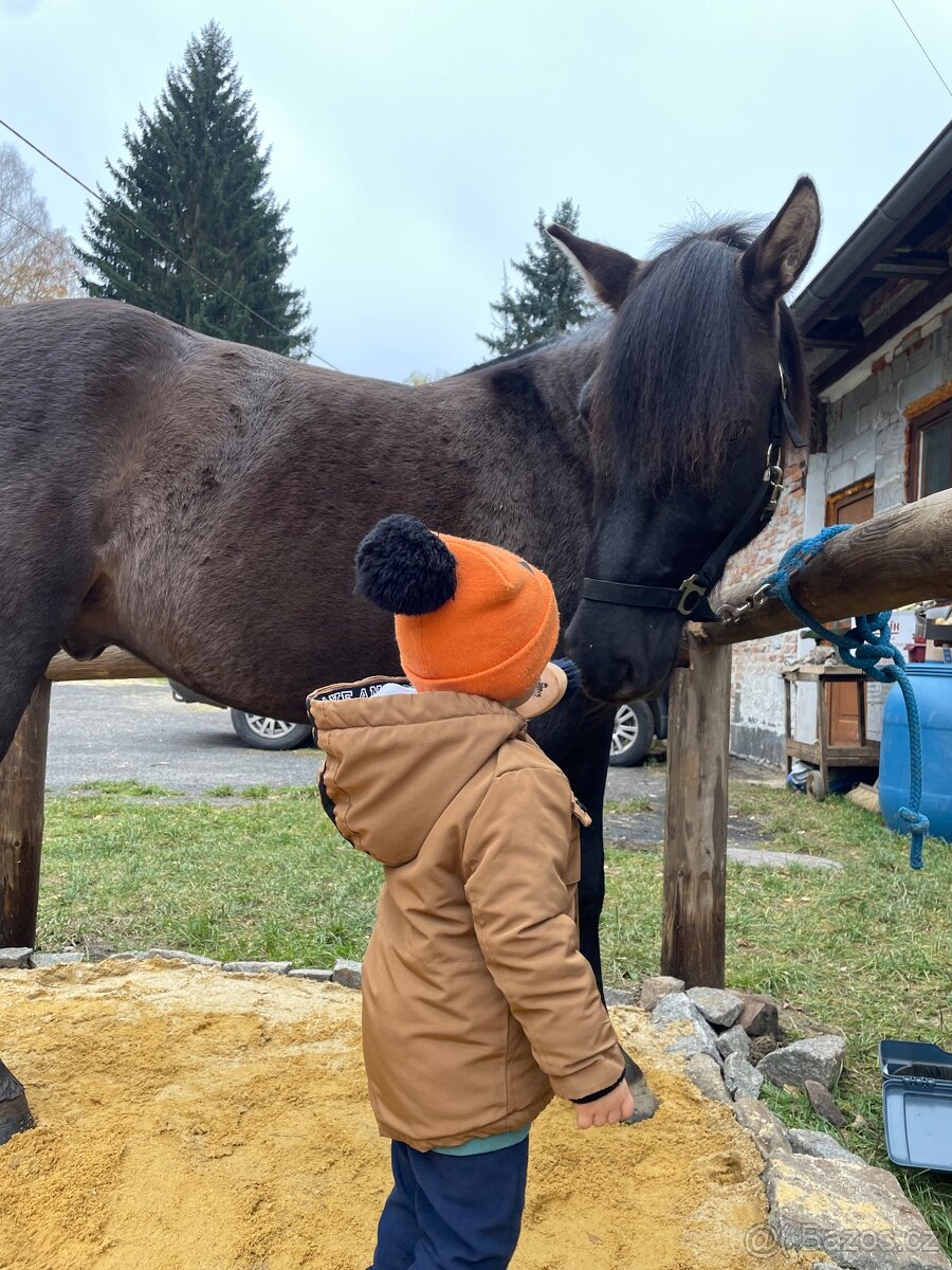 Milionový valach - 7