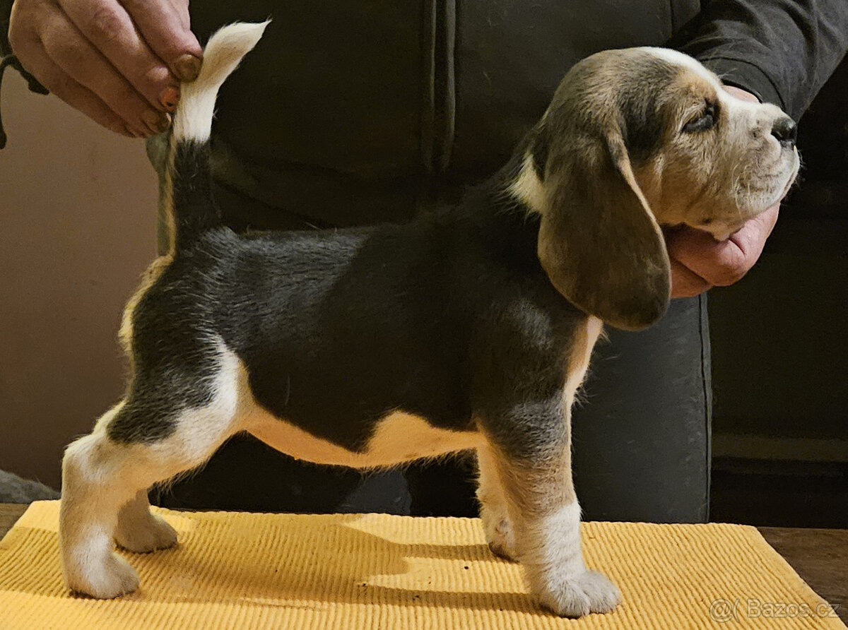 Bígl štěňátka - 7