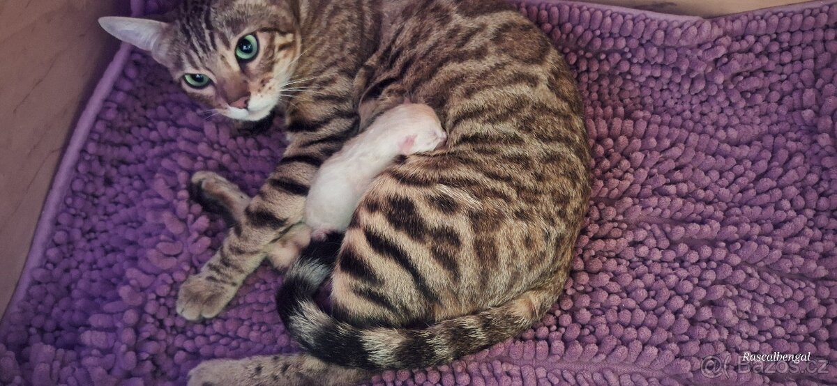 Bengálská kočička do chovu s PP - 7