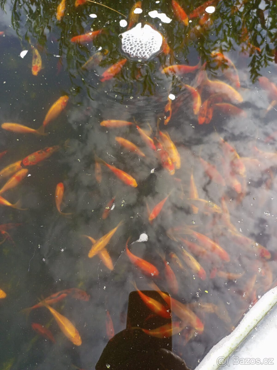 Jezírkové ryby na prodej - 7