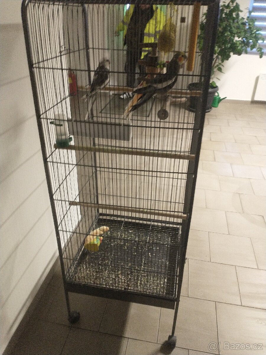 Korely a Rosela pestrá - 7