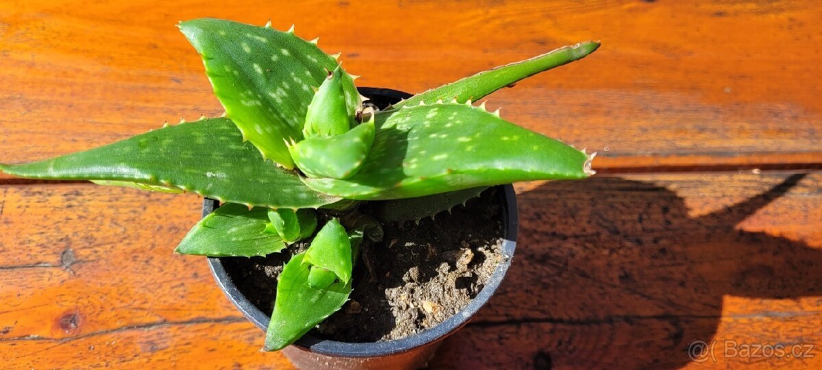 Trvalky, pokojovky - 7