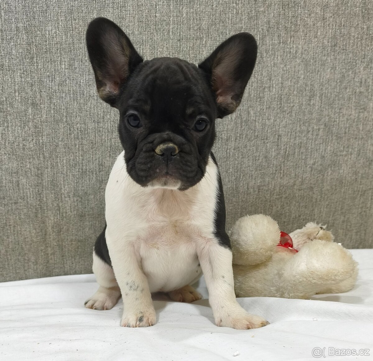 Francouzsky buldoček - 7