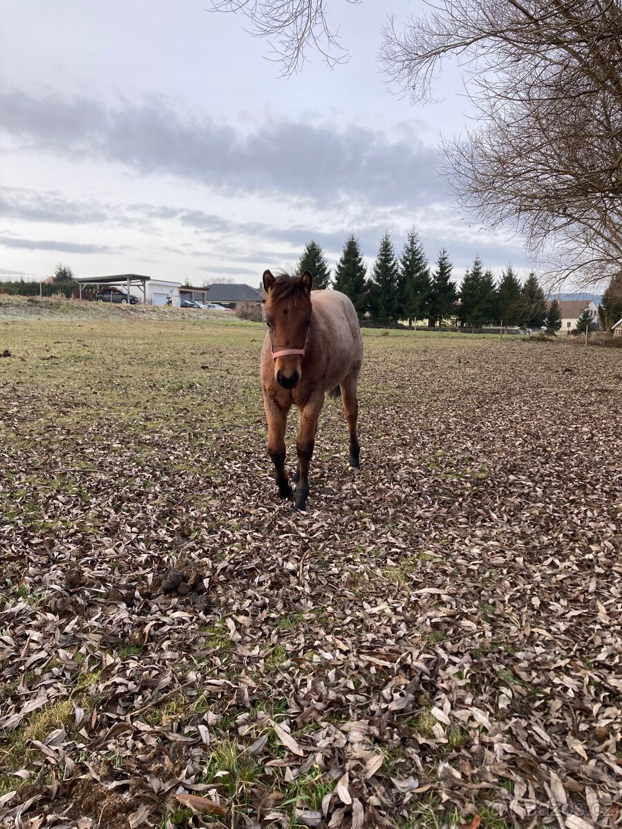 Quarter Horse - kobylka - 7