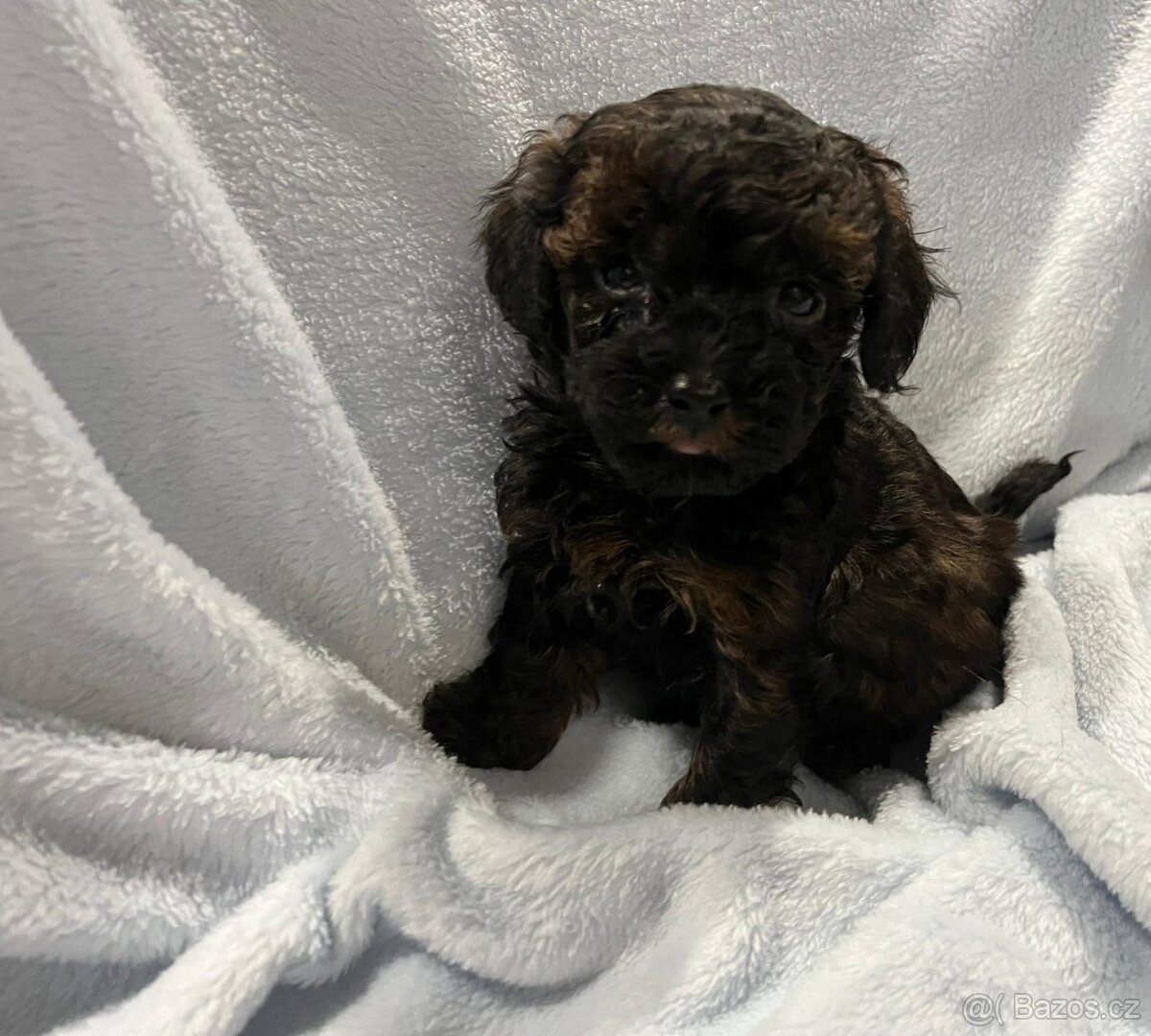 Pudelki miniaturki - 7