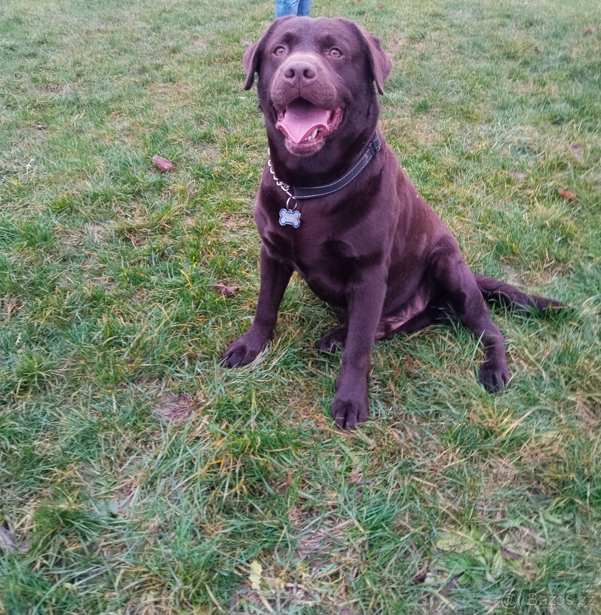 Labradorský retrívr s PP - 7