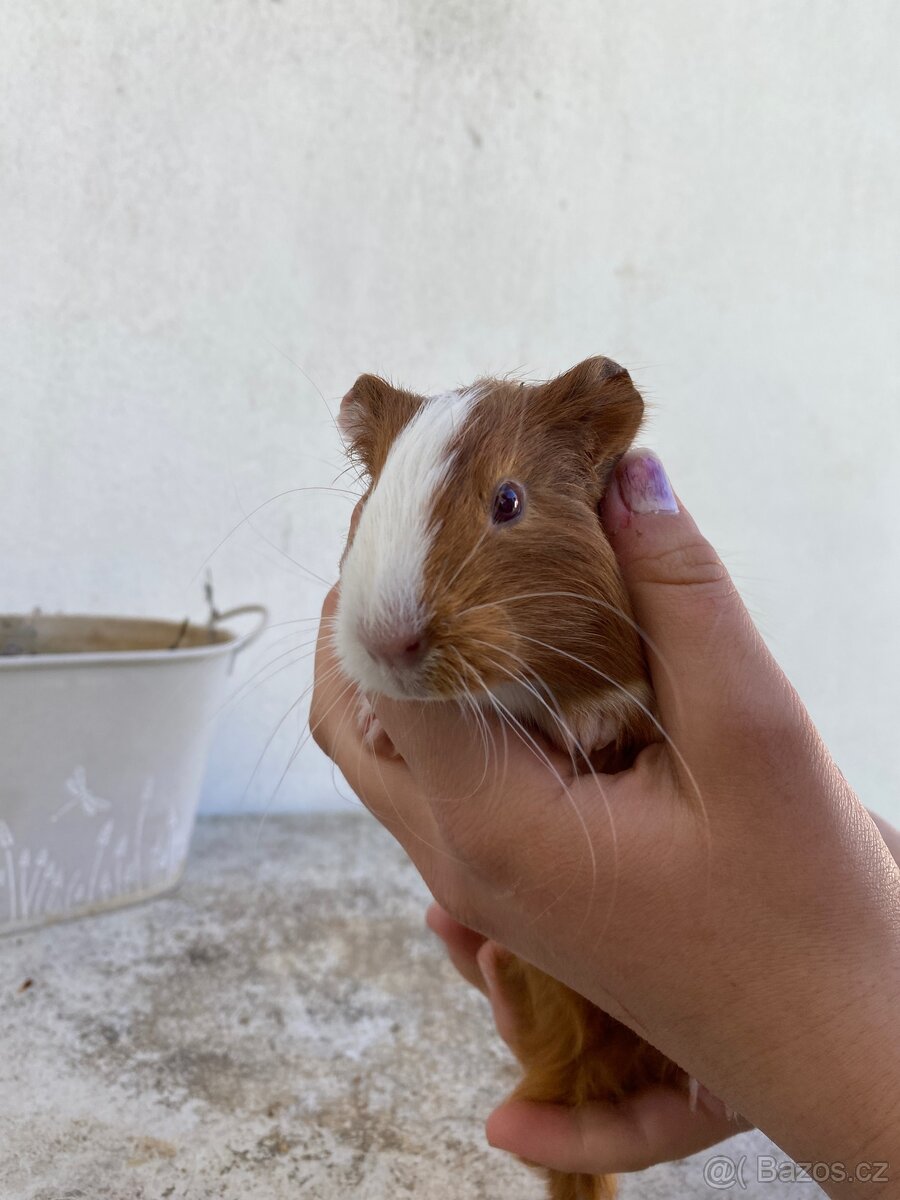 Prodám morčata - 7