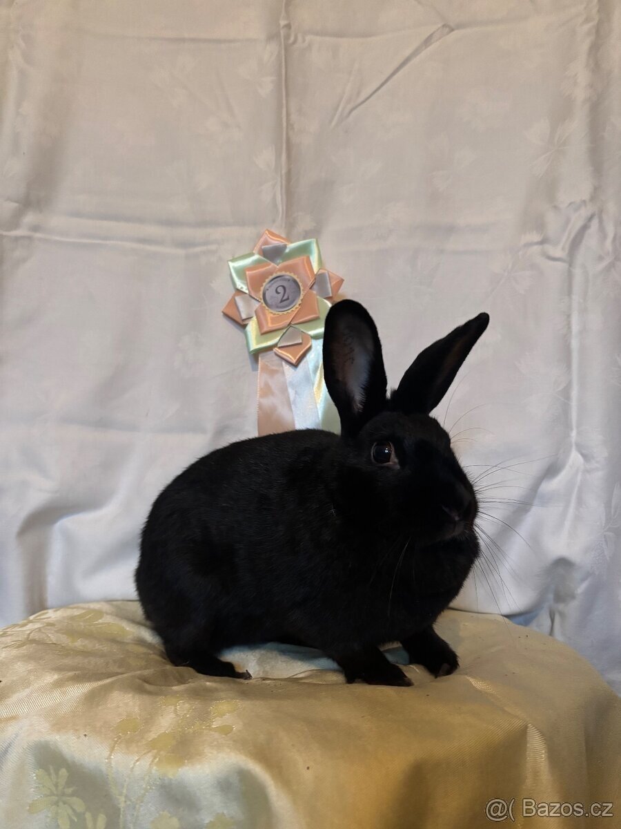 sportovní králík s pp - Helena - 7
