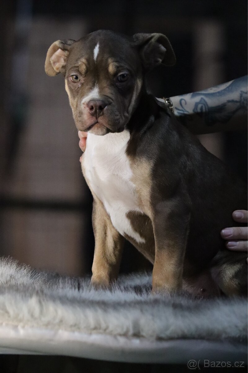 American Bully xl - 7