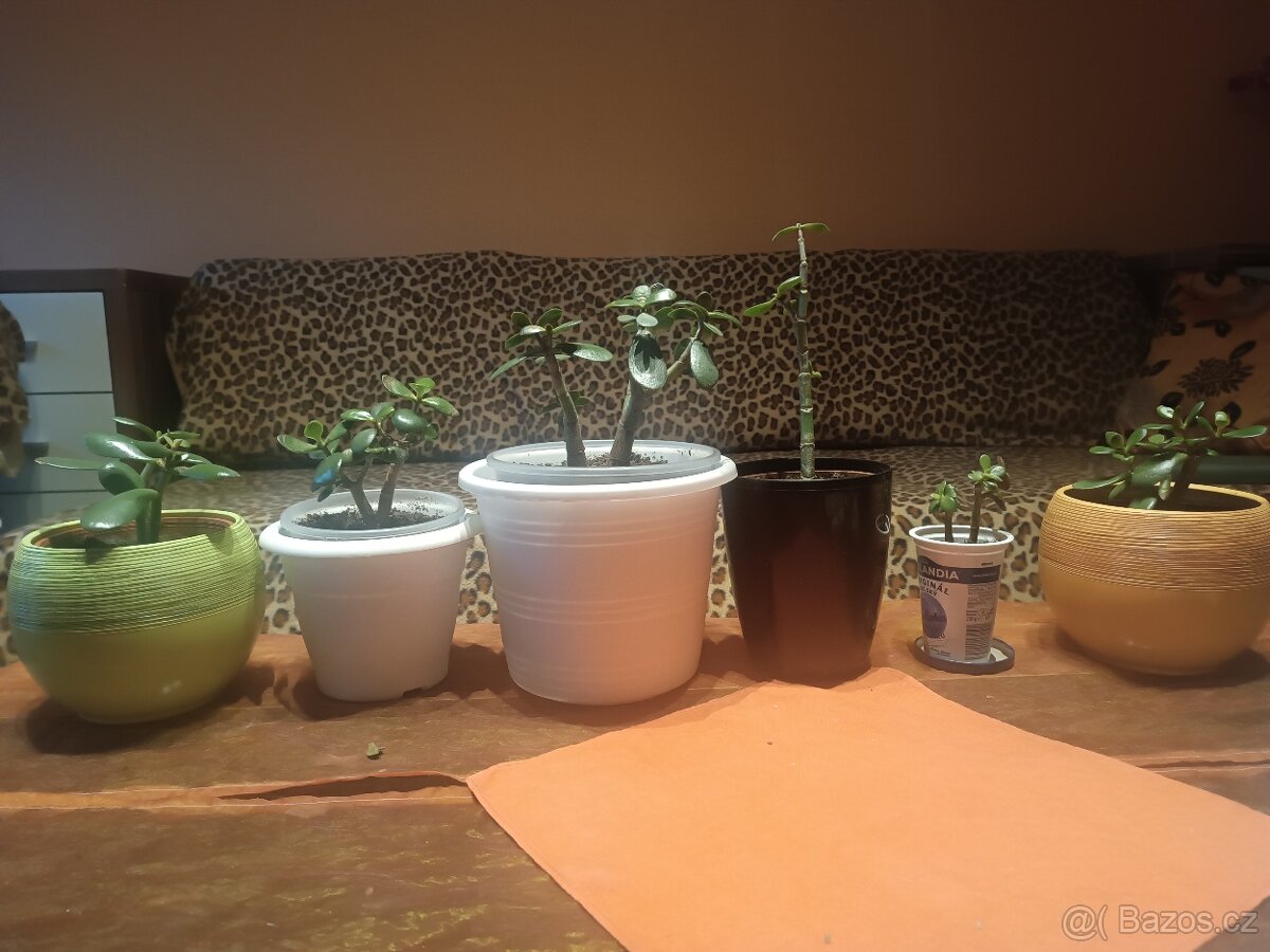 Prodám tlustice + palmy + jiné rostliny - 7