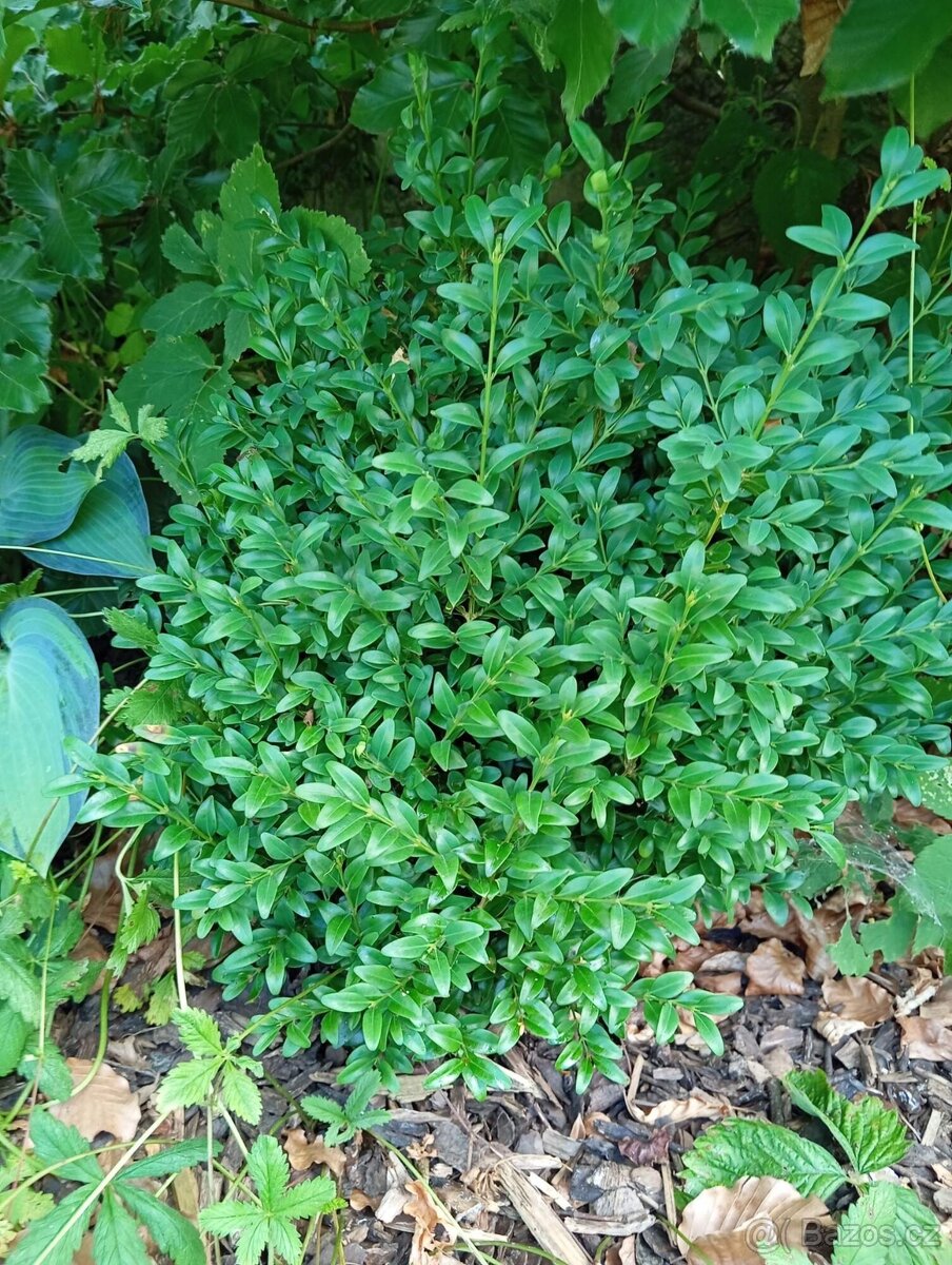 Velké množství rostlin - 7