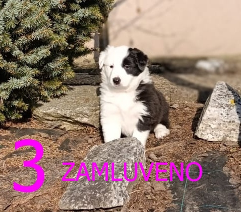 Štěňátka border kolie (bez PP) - 7