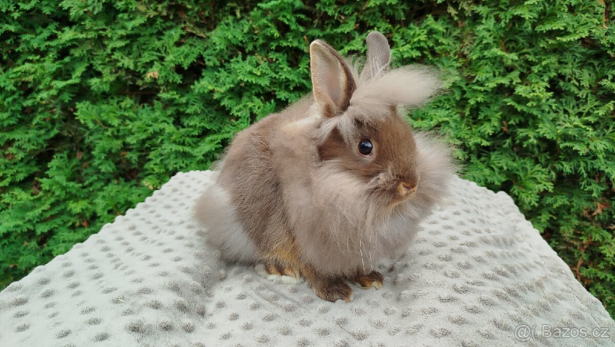 Zakrslý králík, králíček -(lvíček)-NATANIEL - 7