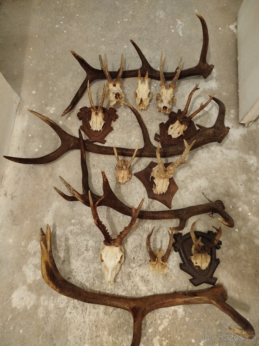 Jelení + srnčí - 7