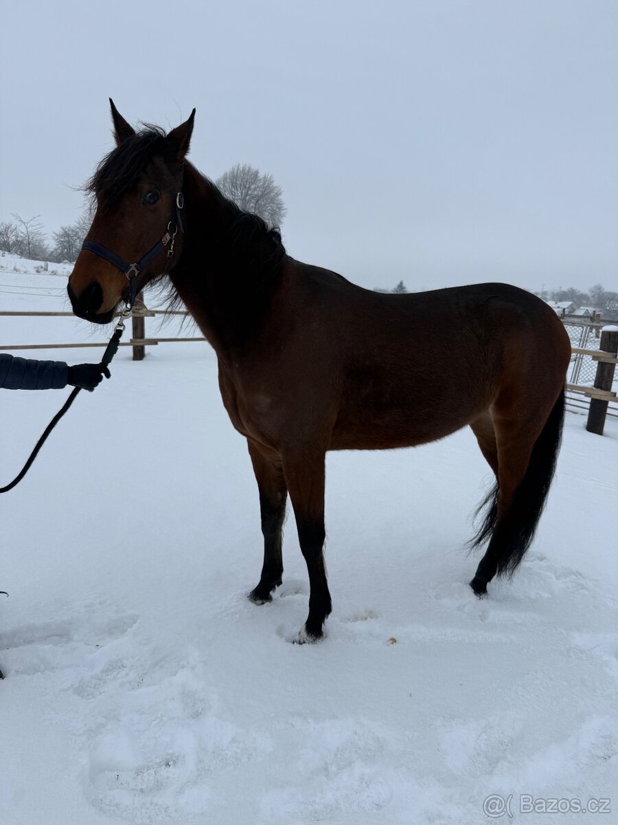 7 letá klisna - klusak - 7