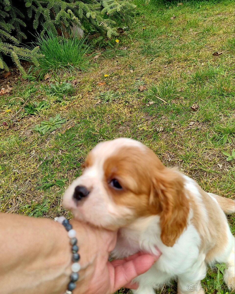 Kavalír king charles španěl - 7