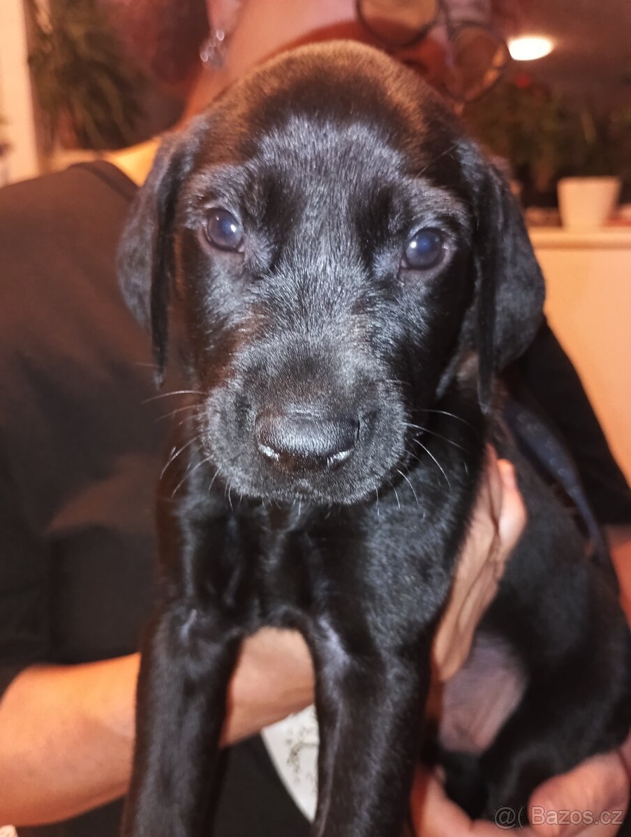 Prodám štěňátka - 7