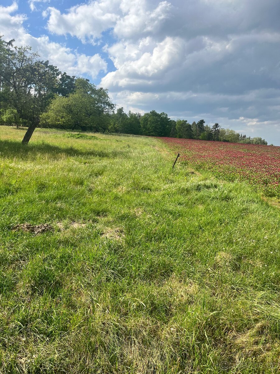 Ovocný sad 5219 m2 - 7