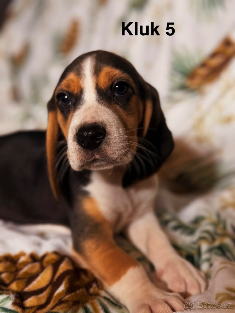 Bígl trikolor, štěňátka - 7