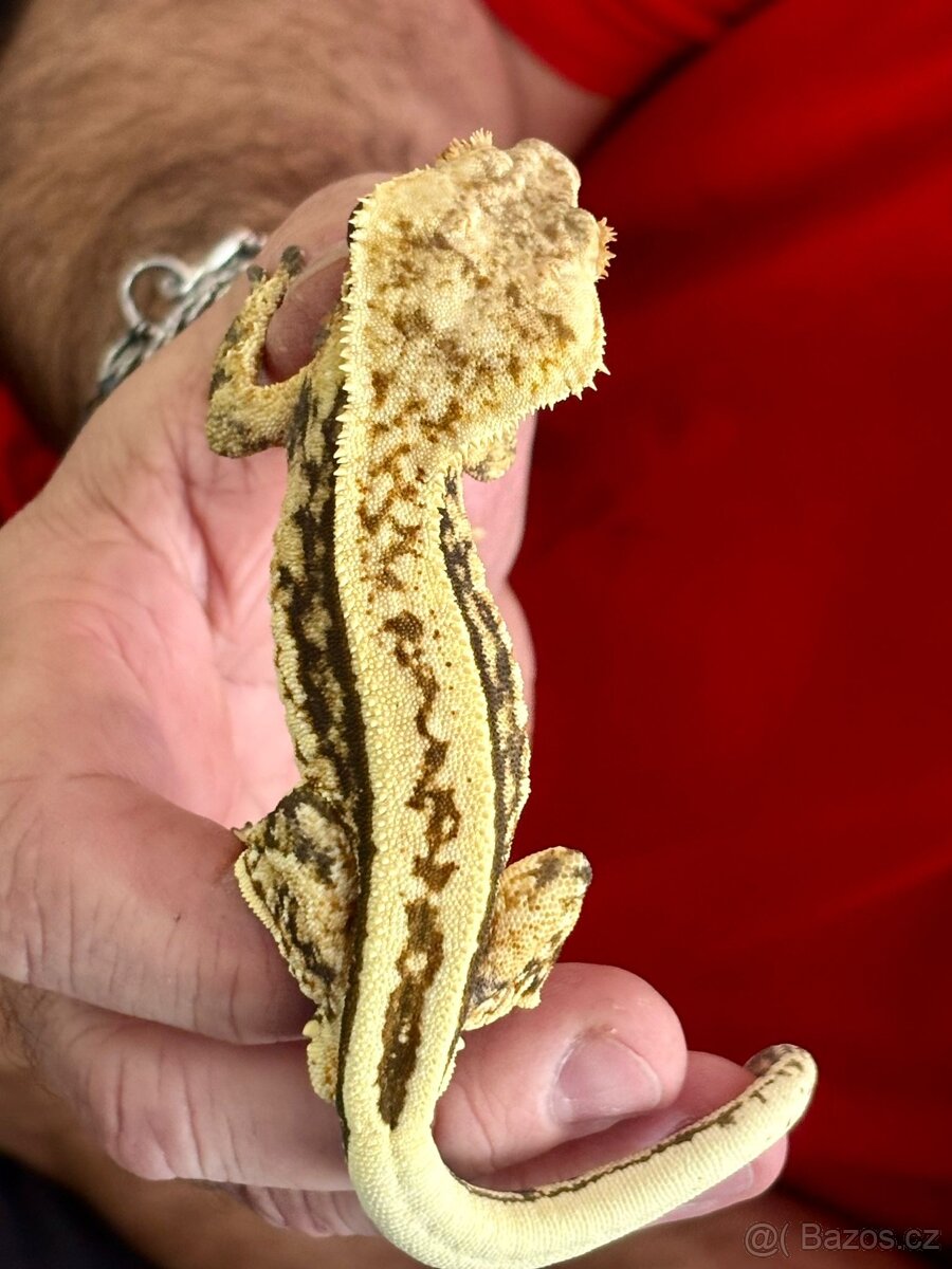 Pagekon řasnatý sameček Full Pinstripe 23g - 7