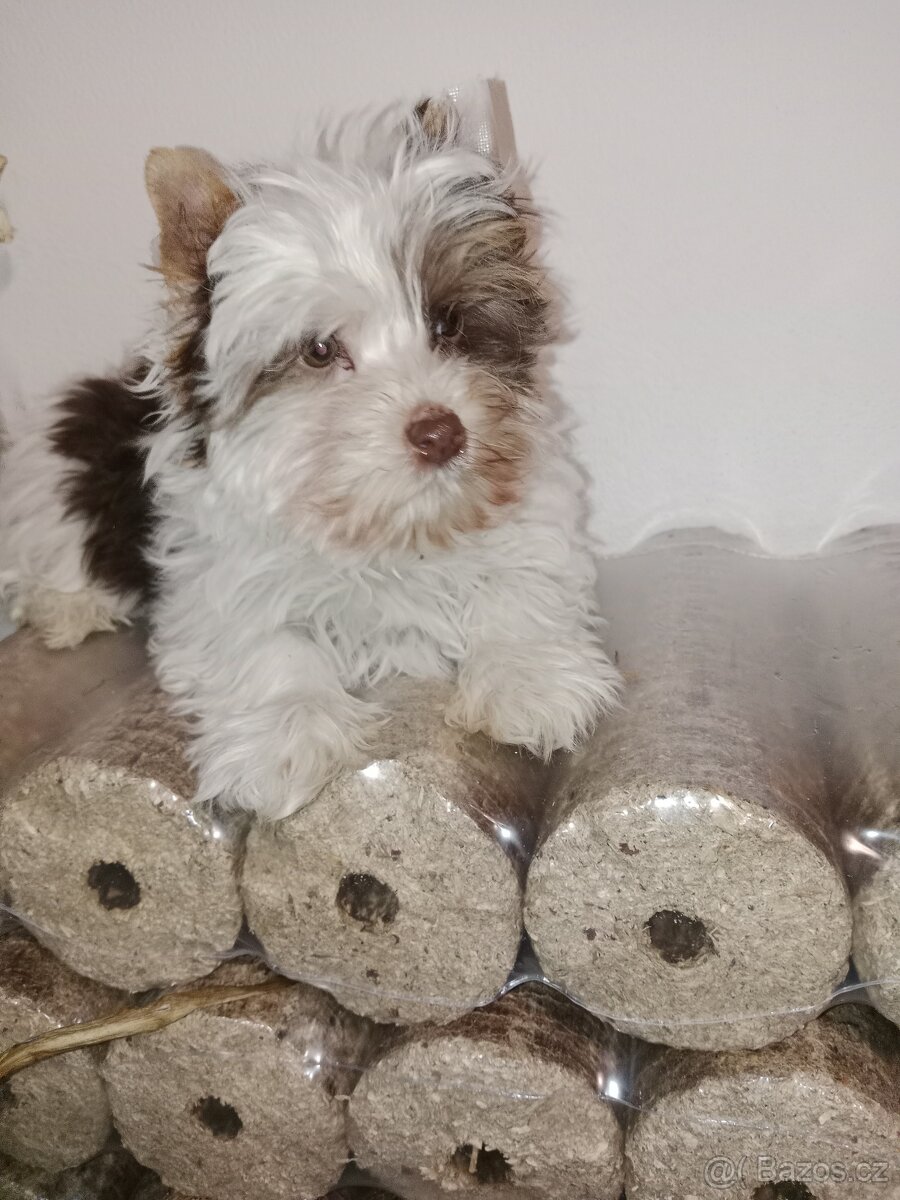 Jorkšírský teriér s pp - 7