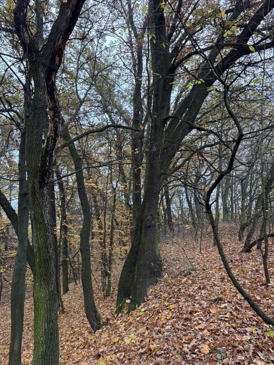 Prodám pozemky v k.ú. Háje a k.ú. Petrovice - 7