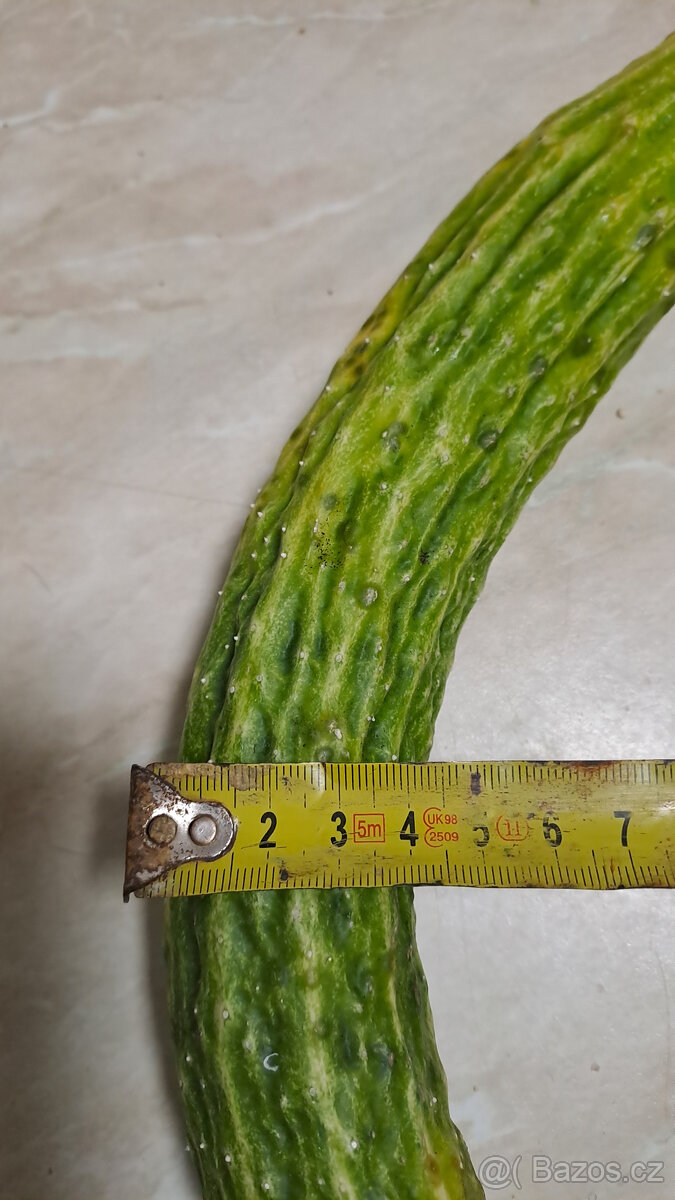 Čínská okurka Suyo Long semínka - 7