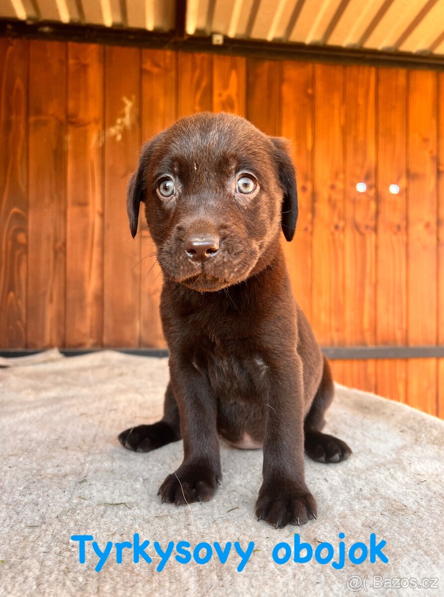 Labrador šteniatka - 7