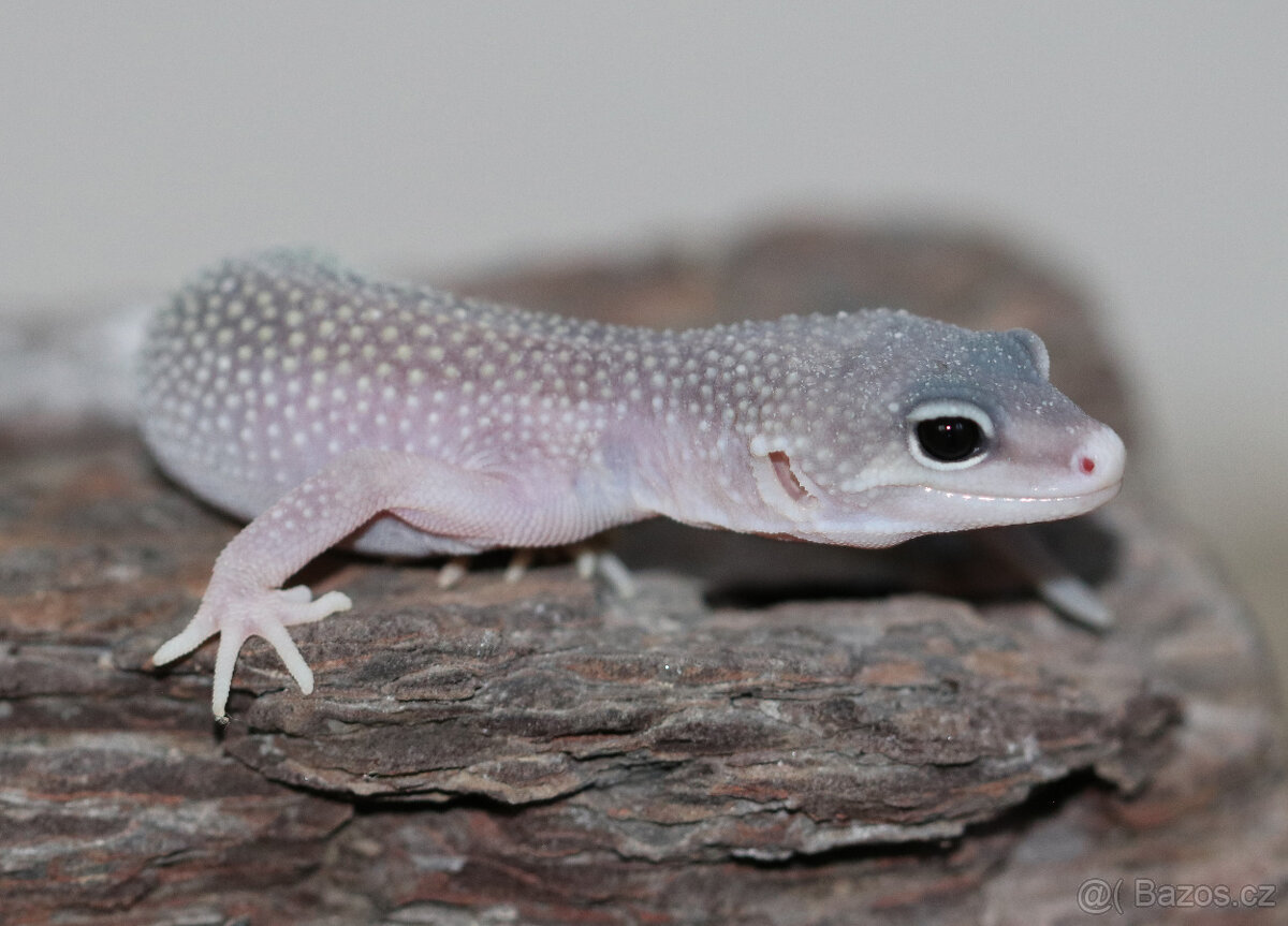 Gekončík noční - letošní mláďata - 7