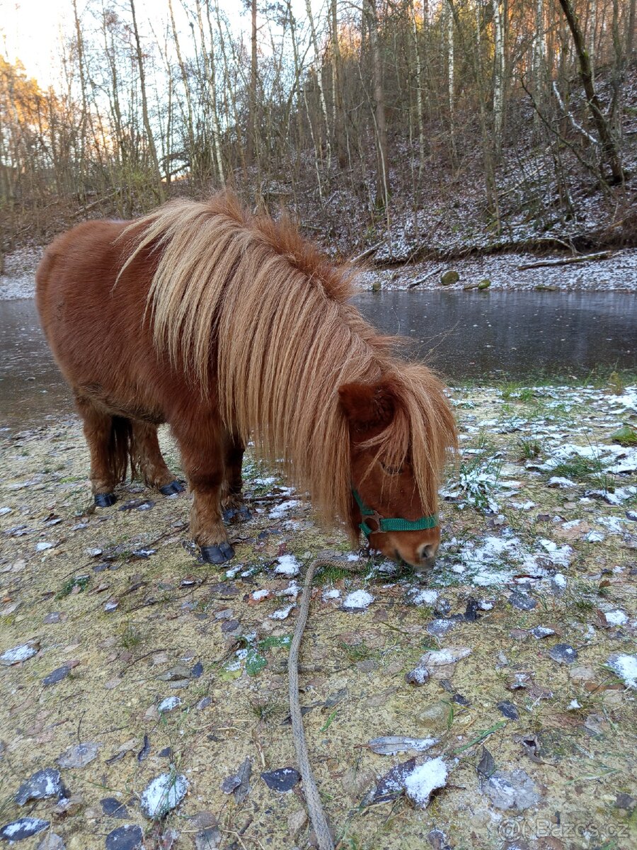 Pronájem pony - 7