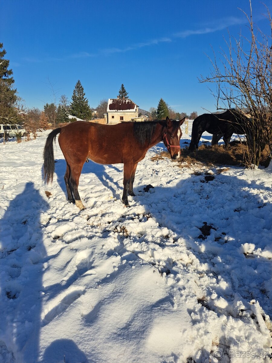 APH 2letý valach - 7