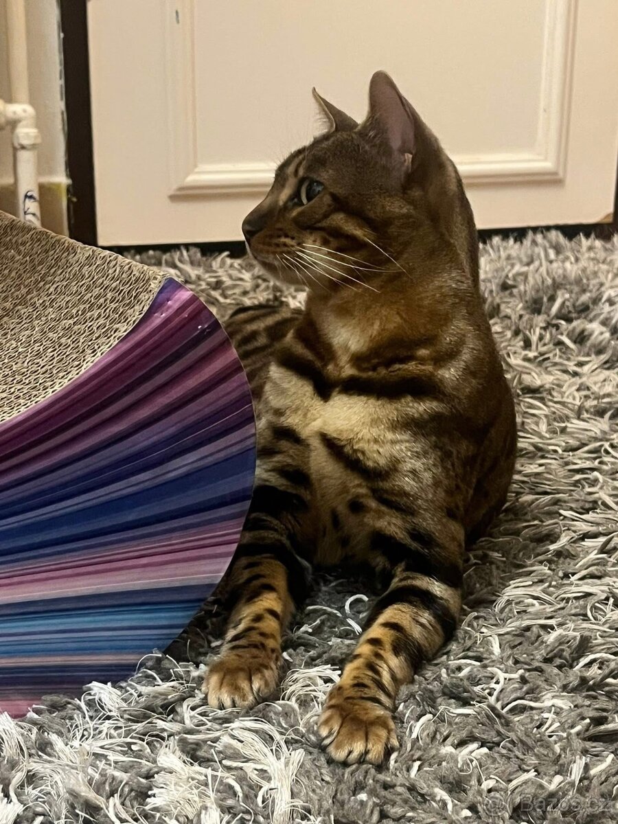 Bengálská kočka - 7