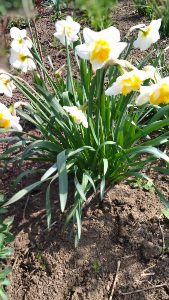 Narcisy - 7