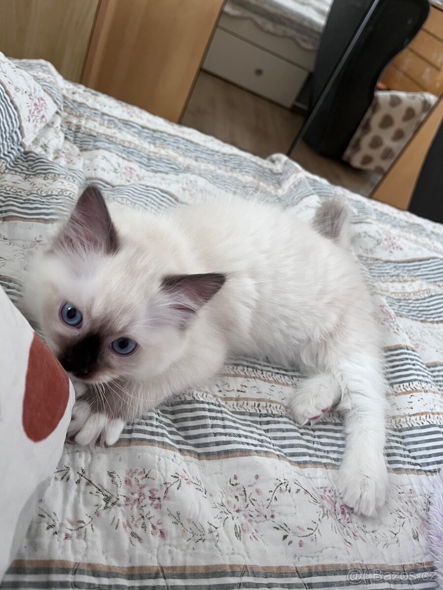 Koťátka Ragdoll - 7