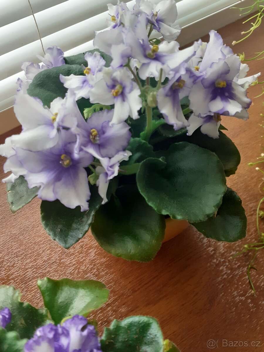 pokojové rostliny - 7