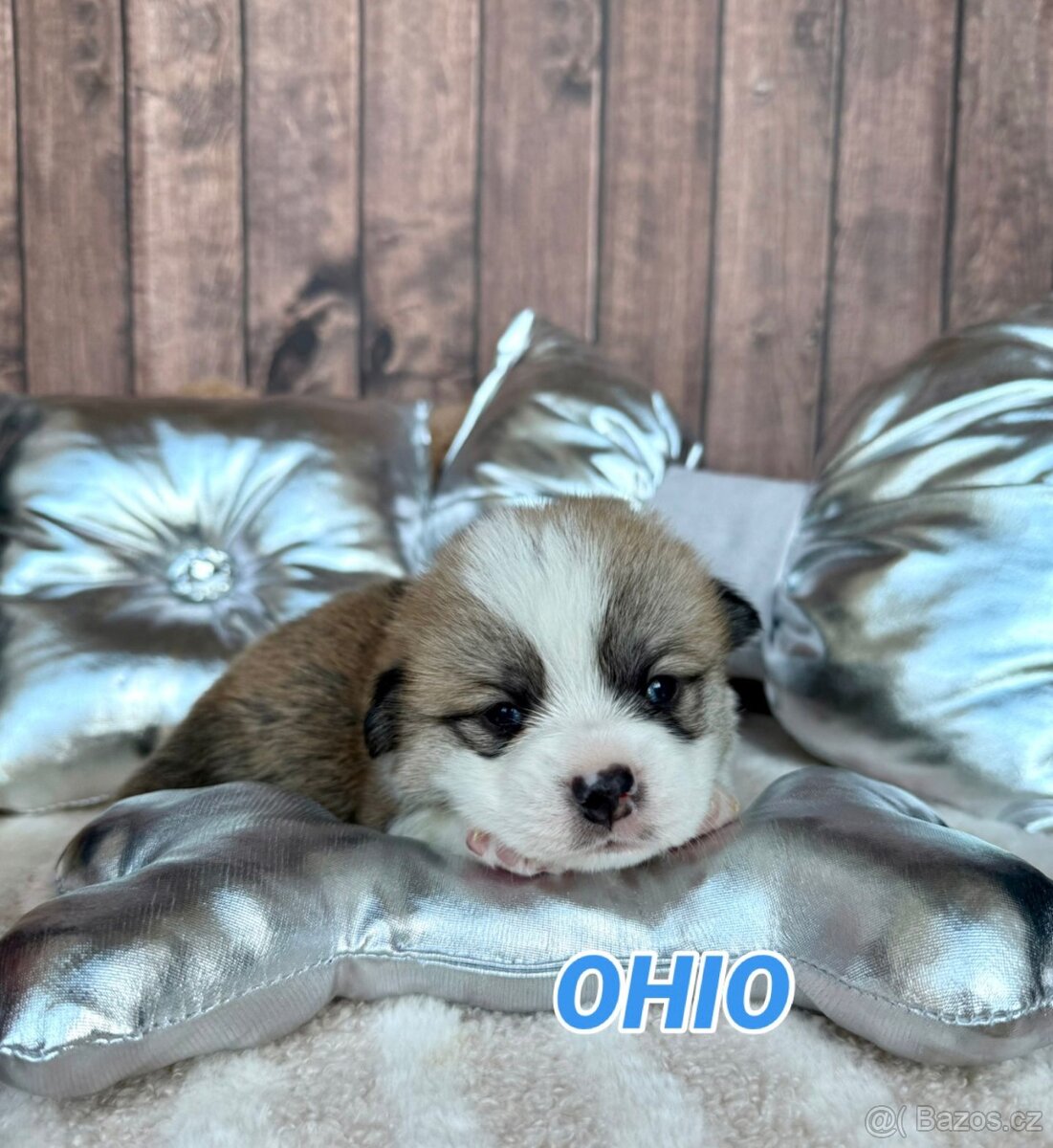 Welsh Corgi Pembroke - 7