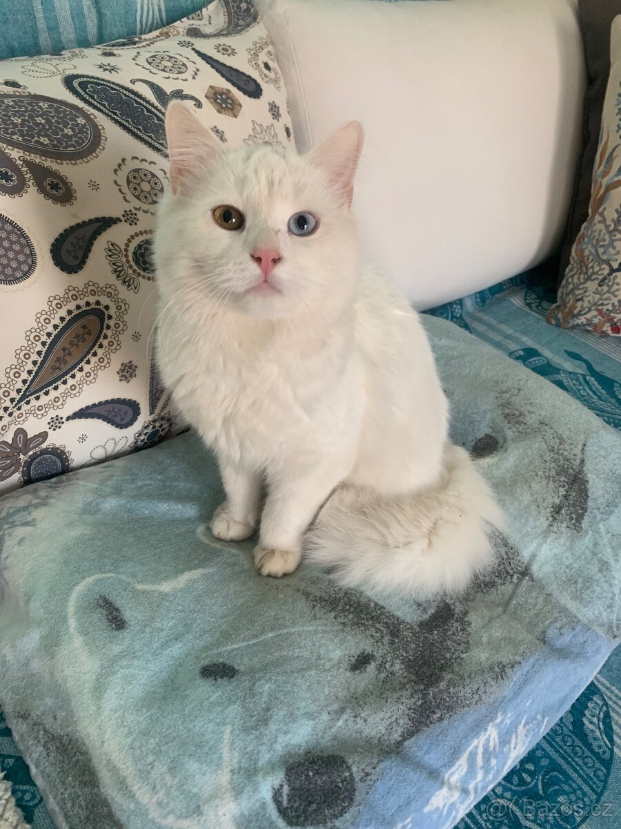 Bílá koťata, otec turecká angora bez PP - 7