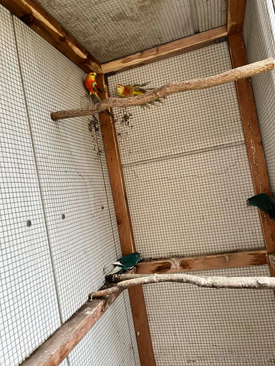 Papoušci Australie - 7