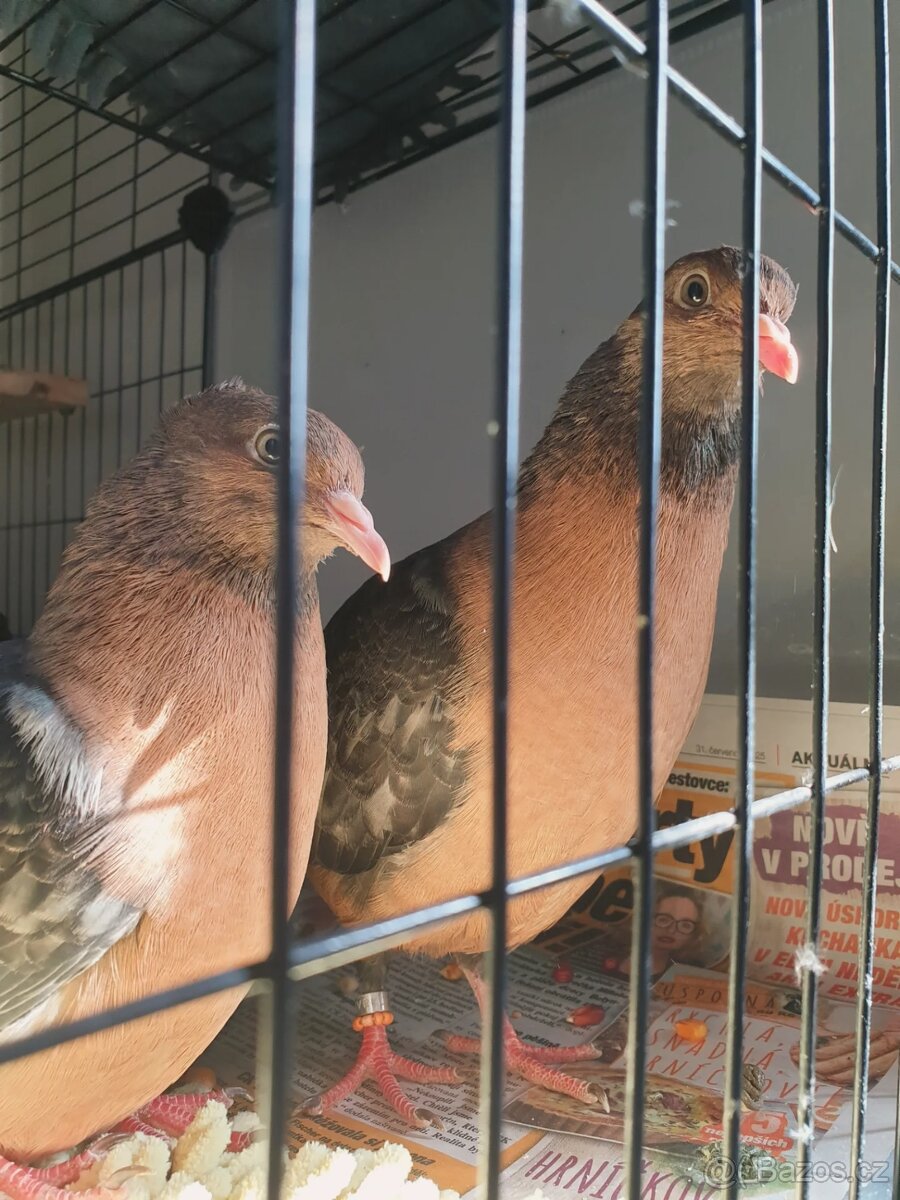 Hledáte holubího parťáka? - 7