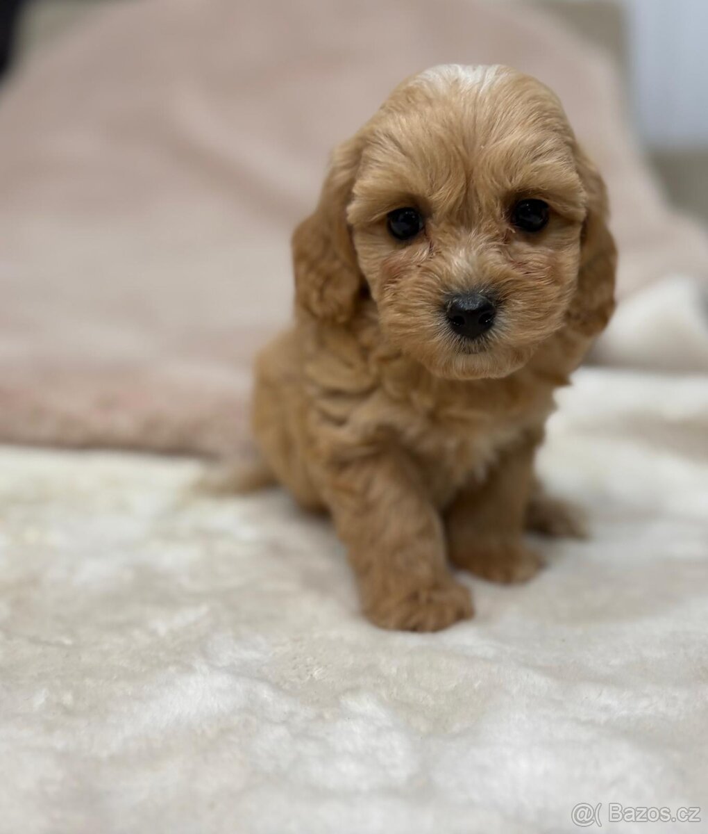 Maltipoo - 7