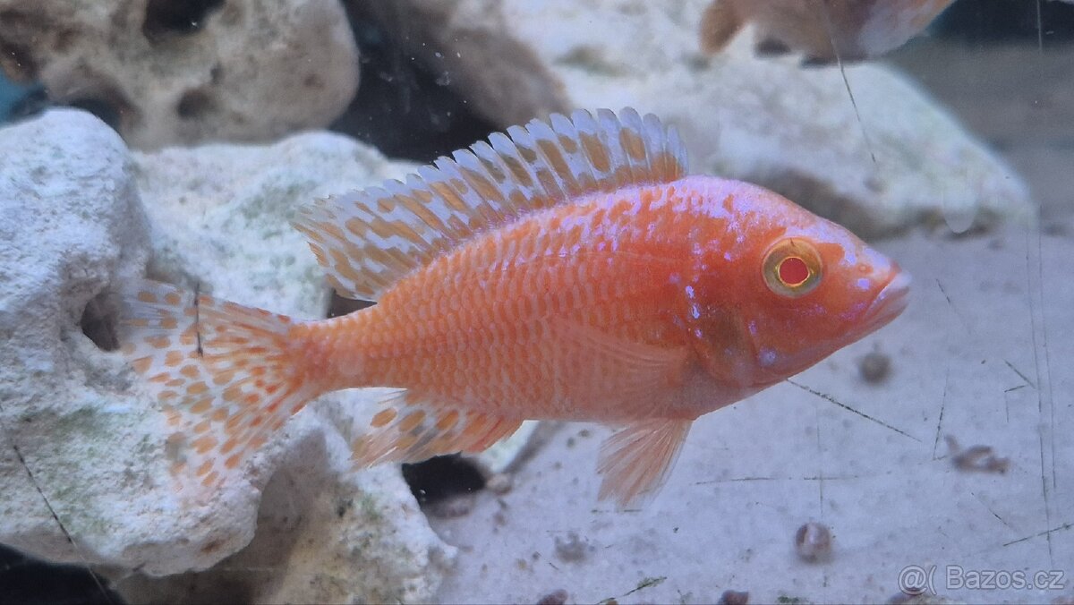 Tlamovci Aulonocara Red Rubín - 7