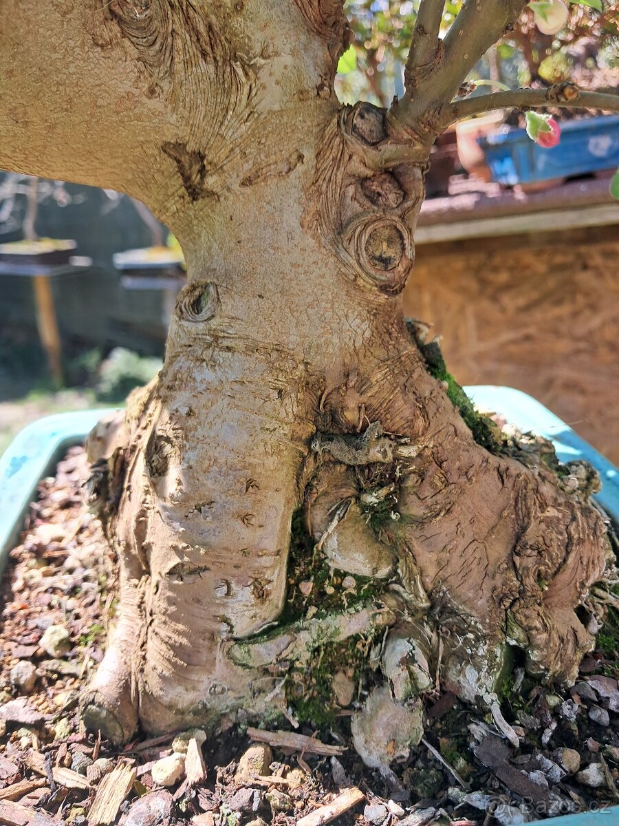 Bonsaj, bonsai Jabloňe - 7