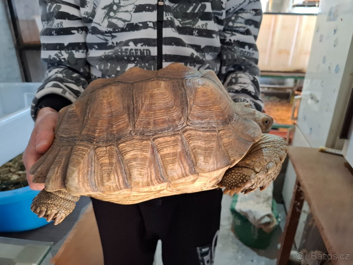 Želva ostruhatá (Centrochelys sulcata) chovný pár. - 7