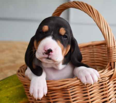 Bernský honič krásná štěňata - 7